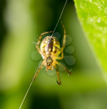Spider on green nature