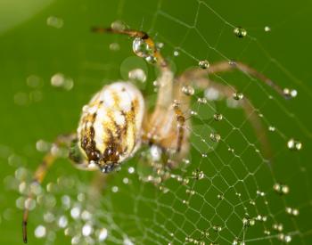 water droplets on a spider web with spider in nature