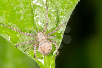 Spider on green nature