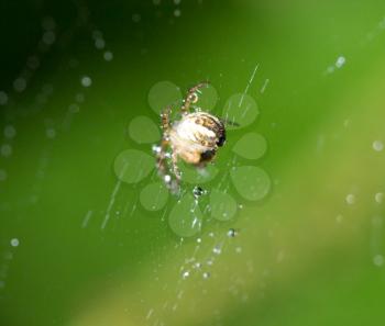 water droplets on a spider web with spider in nature