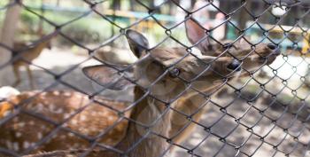 deer in a zoo behind a fence