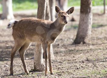 young female deer in a park on the nature
