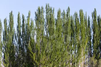 tall poplars on the nature