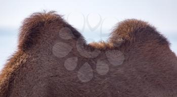two humps of a camel
