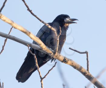 Black crows on a tree