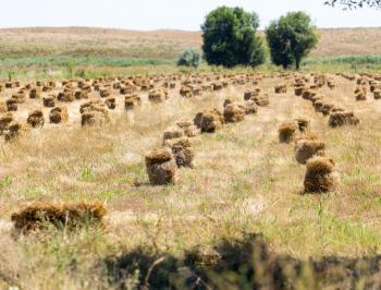 bales of straw on the field on the nature