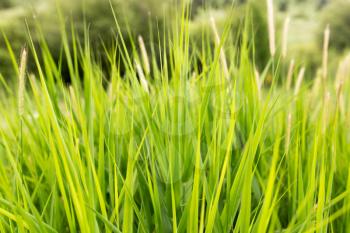 green grass in nature as a background