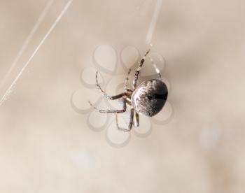 spider on a web. macro