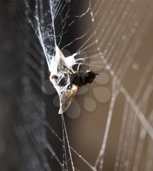 eating spider on the web. macro