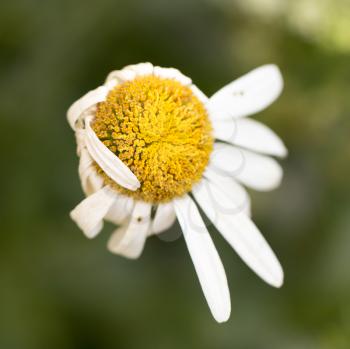 old daisy flower in nature