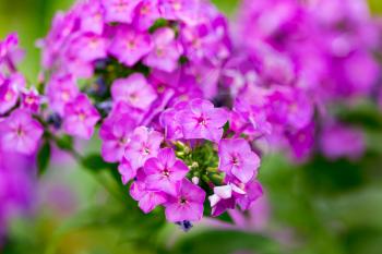 beautiful purple flower in nature