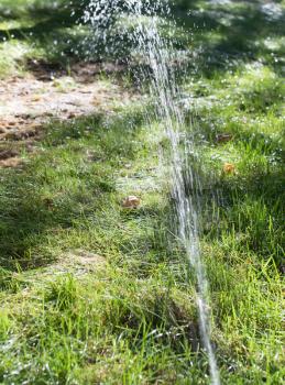 watering grass on nature