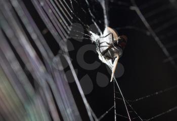 eating spider on the web. macro