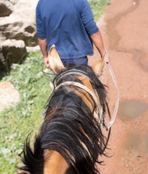 man leads a horse