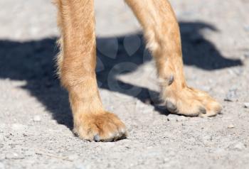 Dog paws on the ground