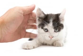 weasel hand little kitten on a white background