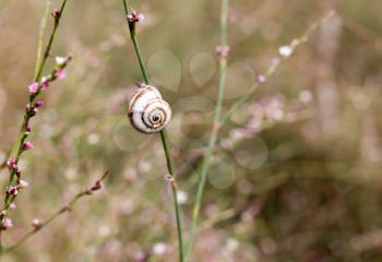 Snail on grass in nature. macro