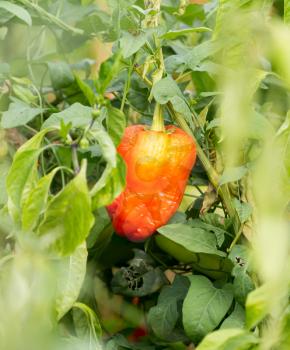 paprika in the garden outdoors