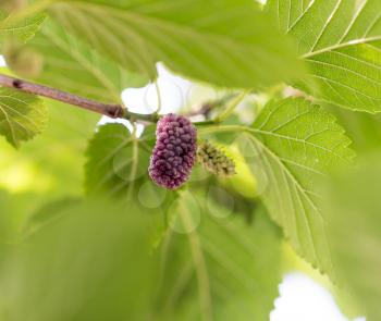mulberry berry on the tree in nature