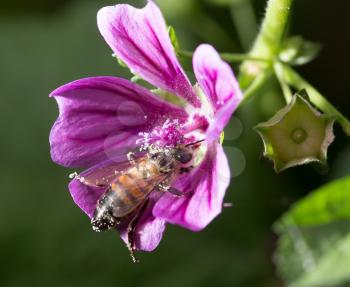 Bee on a purple flower. macro