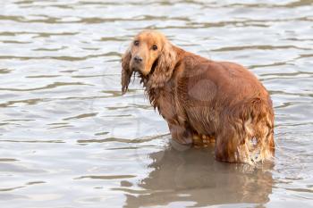dog in water Nature
