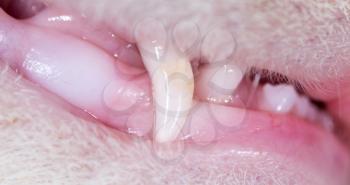 cat teeth. macro