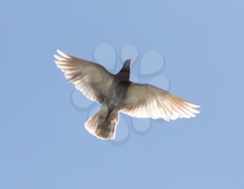 dove on a background of blue sky
