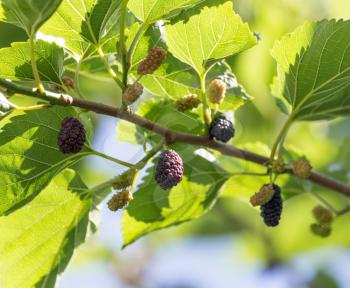 mulberry on tree branches