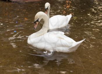two swans on the pond
