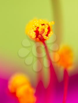pollen in flower. macro
