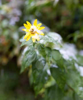 First snow on a yellow flower