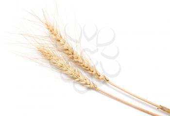 ears of wheat on a white background
