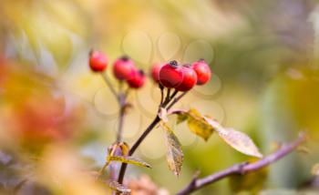 red rosehips in nature