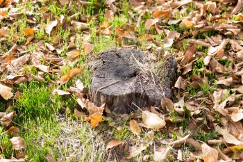 old tree stump in nature
