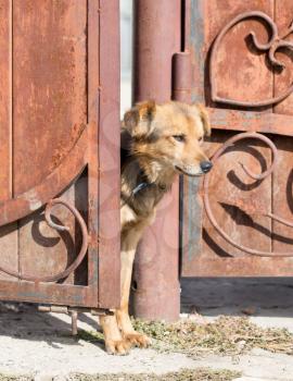 dog peeking out of the gate