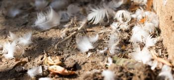 feathers on the ground