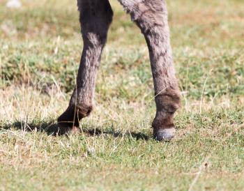 hooves of a donkey in nature