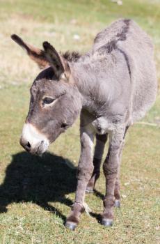 Portrait of a donkey on the nature autumn