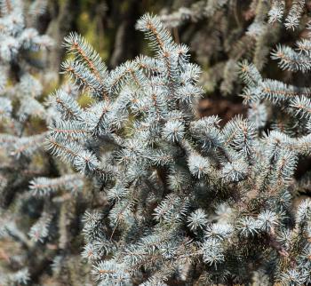 blue spruce on nature