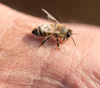 bee on hand. macro