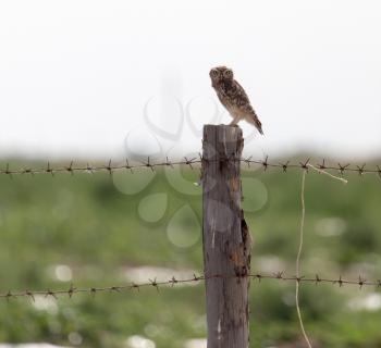 Owl on a post with barbed wire