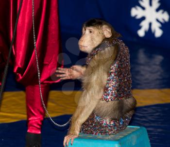 monkey circus acts