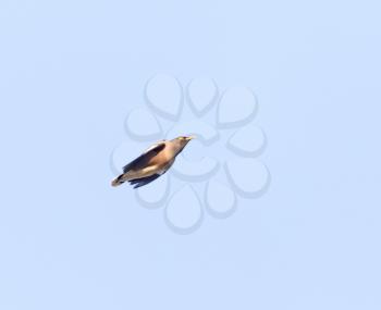 Starling in flight against blue sky