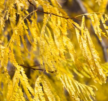 yellow leaves on the autumn nature