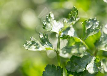 water droplets on the leaves of parsley