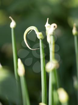 Green onion flowers in nature