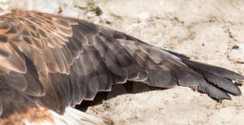 eagle feathers on the wing as a background