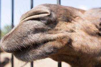 camel behind a fence in zoo