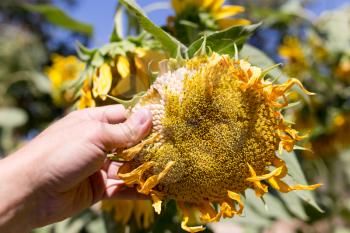 Sunflower flower in hand