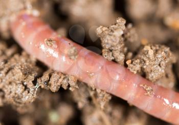 red worm in the ground. macro